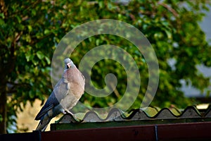 A wood pigeon on a roof