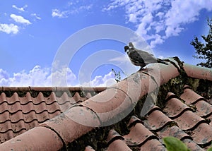 Wood pigeon on roof