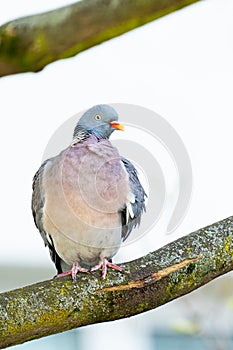 Wood Pigeon Sit On A Tree Branch
