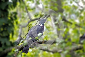 A wood pigeon sits on a birch branch, well covered by the foliage of the tree