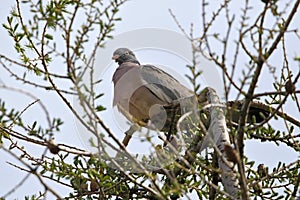 A wood pigeon sits on a branch of a lark