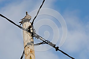 Wood pigeon sitting on a top of an electric pole