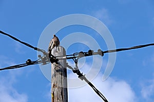 Wood pigeon sitting on a top of a electric pole