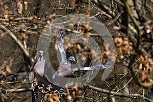 Wood pigeon taking off