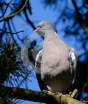 Wood pigeon in urban house garden searching for food.