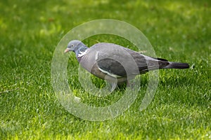 A wood pigeon walks through the grass of the garden looking for food.