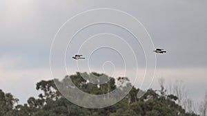 Wood pigeons in flight