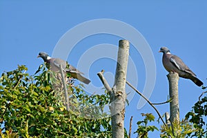 Wood pigeons `social distancing`