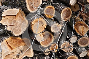 Wood pile