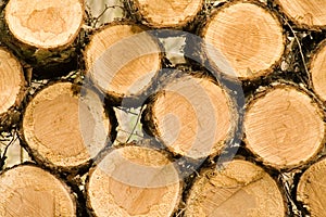 Wood Pile