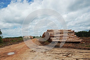 Wood Pile