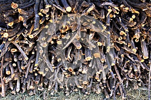 Mesquite wood pile located in Cochise County, Saint David, Arizona