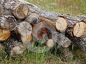 Wood pile in the grass