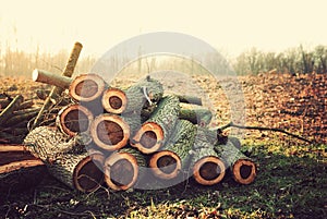 Wood pile