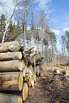 Wood pile of logs in deforestation area