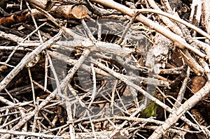 Wood Pile and smaller sticks