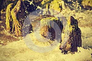 Wood pilings on beach, natural background, vintage style.