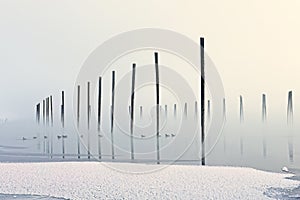 Wood pilings and geese in calm river on foggy morning