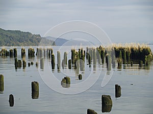 Wood pillions sticking out of water photo