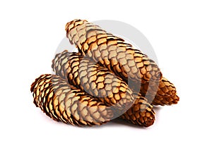 Wood pine fir cones