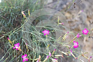 Wood Pink Dianthus sylvestris, flowering plant on a stome wall photo