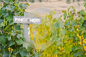 Wood Pinot Noir sign marking row of grapevines in autumn