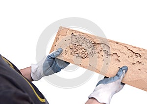 Wood plank destroyed by termites