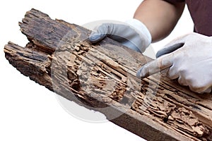 Dřevo zabednit zničen podle termiti 
