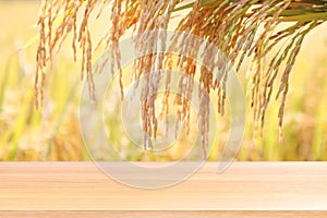 Wood plank on rice seed gold grain plantation background, empty wood table floors on field rice plant paddy farm, wood table board