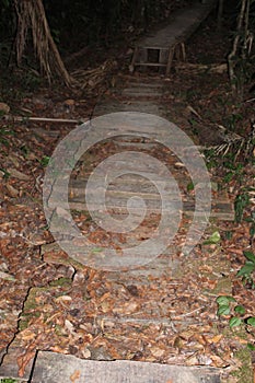 Madera tableros jefe sobre el madera puente sobre el turismo acera en Amazonas selva en, 