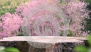 Wood podium tabletop floor in outdoors with pink sakura tree and green forest nature landscape background.cosmetic natural product