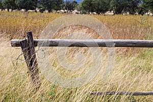 Wood pole fence with long yellow grass