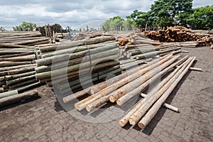 Wood Poles Yard