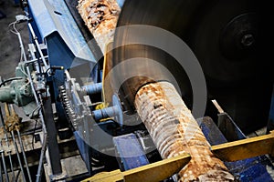 Wood processing at a sawmill. Preparation of a log for the production of plywood and veneer, sawing and cleaning of blanks in a