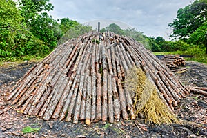 Wood pyre of pine logs