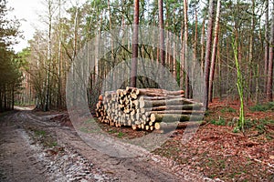 Wood reserves, felled trees,