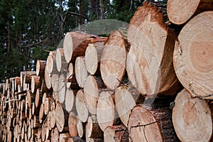 Wood reserves, felled trees,