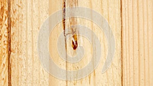 Wood resin flows from untreated freshly sawn pine board, raw wood, timelapse.