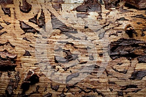 Wood with rills photo