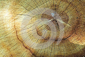 Wood ring texture