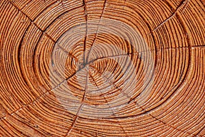 Wood rings same saw cut tree trunk background, the background for text, rough texture