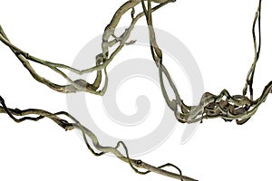 Wood root Bush grape or three-leaved wild vine cayratia Cayratia trifolia liana ivy plant bush, nature frame jungle border,