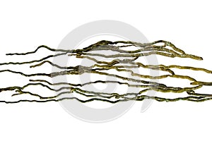 Wood root. Spiral twisted jungle tree branch, vine liana plant isolated on white background, clipping path included