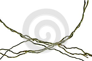 Wood root. Spiral twisted jungle tree branch, vine liana plant isolated on white background, clipping path included