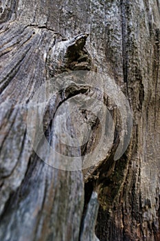 wood, root, structure, background, pattern, nature, forest, bea