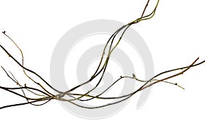 Wood root, Twisted jungle vines, tropical rainforest liana plant isolated on white background, clipping path included