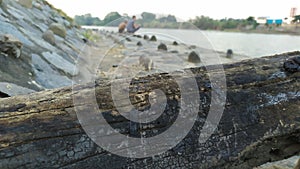 The wood is rotten on fire with 2 people who look faintly. Burnt scar wood background