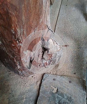 The wood is rotten because it was eaten by moths and the dirt around the wood was made by moths.