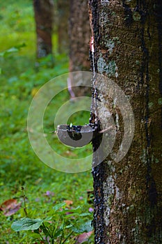 wood rubber on sri- lanka photo