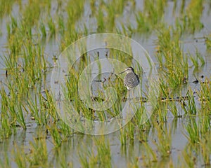 Wood sandpiper